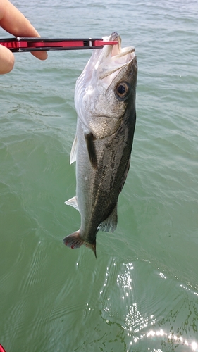 スズキの釣果