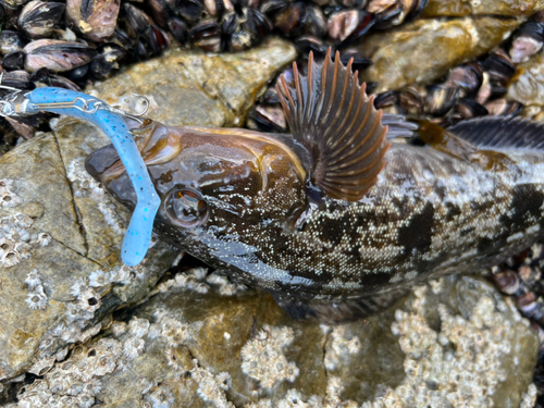 アイナメの釣果