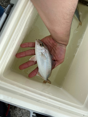 ショゴの釣果