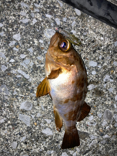 メバルの釣果