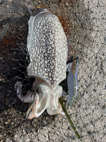 シリヤケイカの釣果