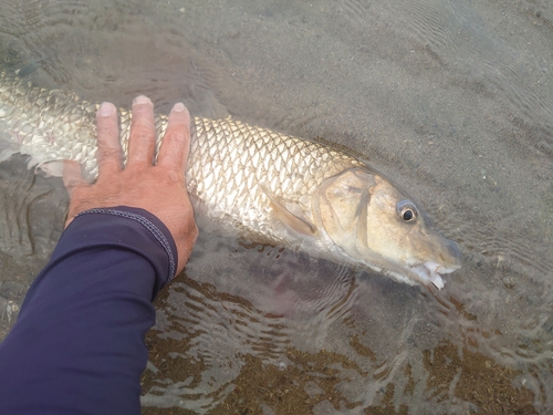 ニゴイの釣果