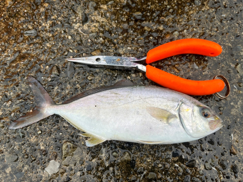 シオの釣果