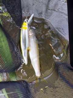 アユの釣果