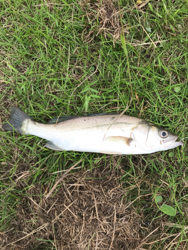 セイゴ（タイリクスズキ）の釣果