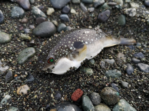 国府津海岸で釣れたフグの釣り・釣果情報 - アングラーズ