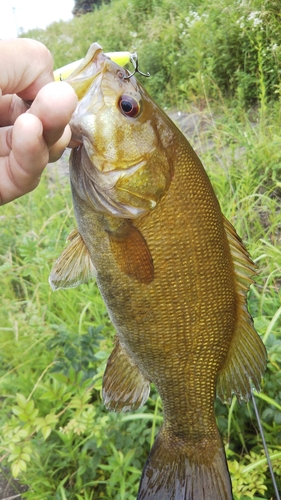 スモールマウスバスの釣果