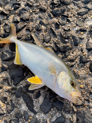 ネリゴの釣果