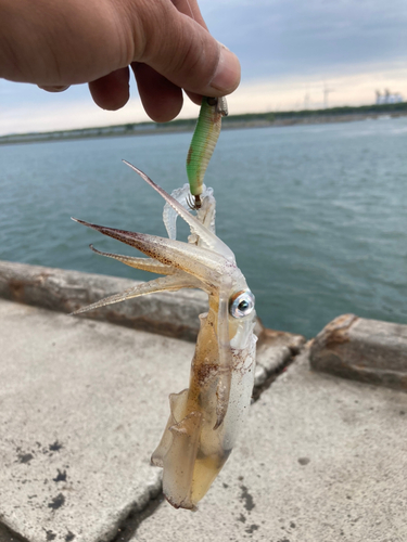 マメイカの釣果