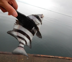 シマダイの釣果