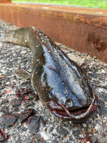 ナマズの釣果