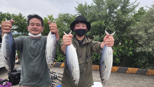 カツオの釣果