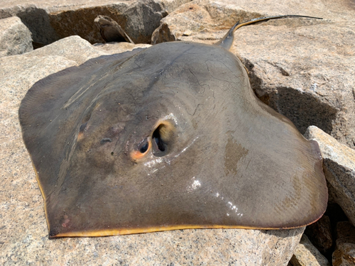 アカエイの釣果