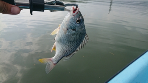 キビレの釣果