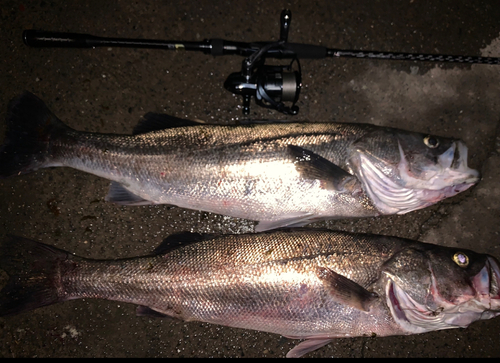 シーバスの釣果