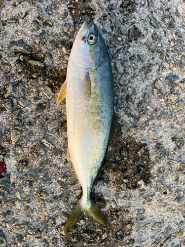 ツバスの釣果