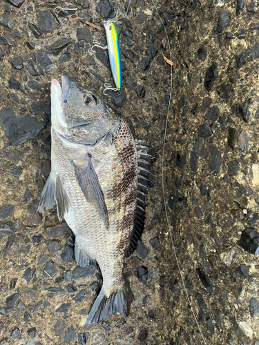 チヌの釣果