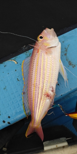 イトヨリダイの釣果