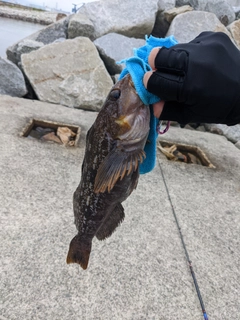 アイナメの釣果