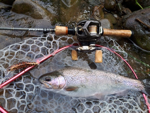 ニジマスの釣果