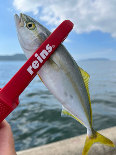 ツバスの釣果