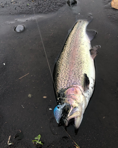 ニジマスの釣果