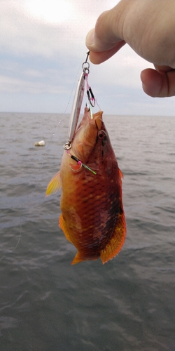 ホシササノハベラの釣果