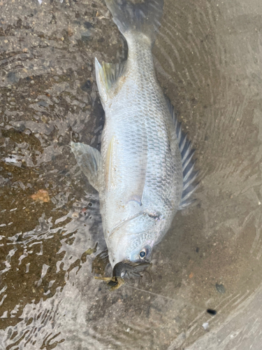 キビレの釣果