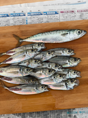 アジの釣果