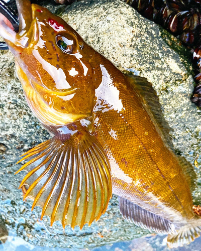 アイナメの釣果