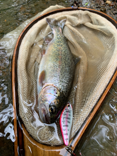 ニジマスの釣果