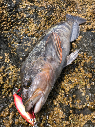 アイナメの釣果