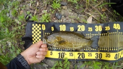 スモールマウスバスの釣果