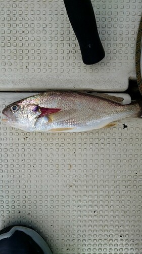 シログチの釣果