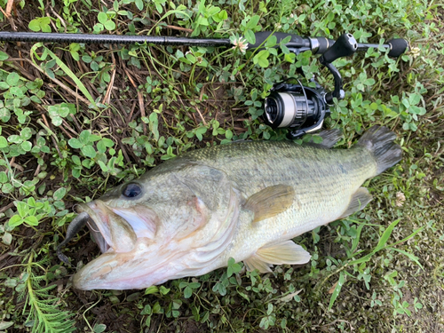 ブラックバスの釣果