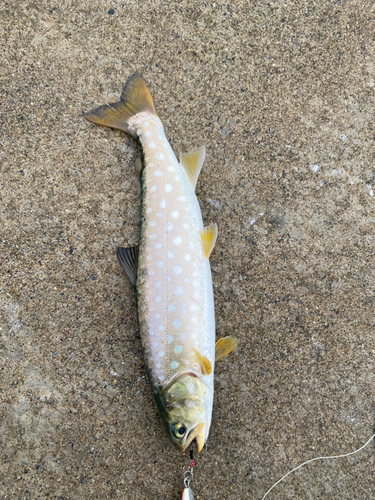 アメマスの釣果