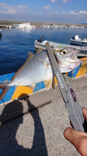 ワカシの釣果