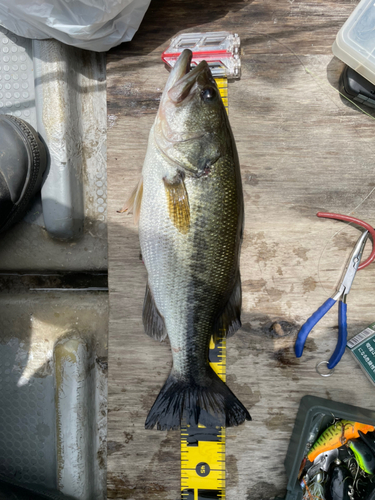 ブラックバスの釣果