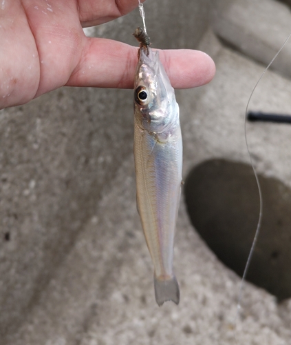 キスの釣果