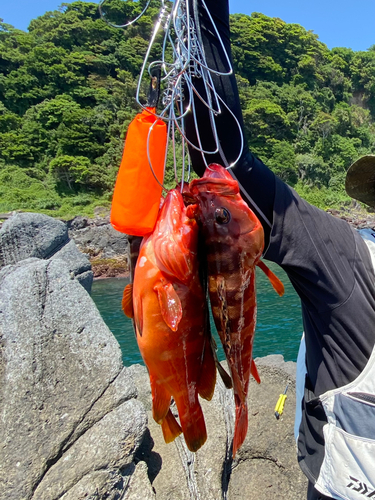 アカハタの釣果