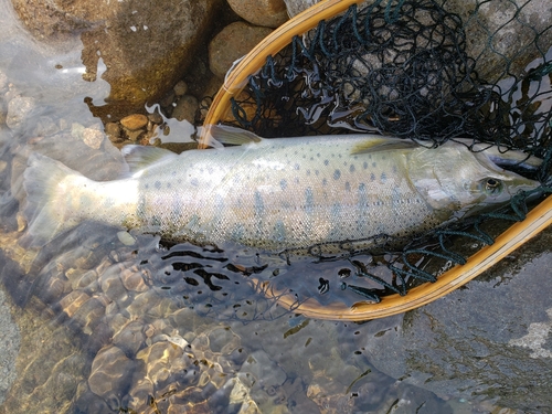 ヤマメの釣果