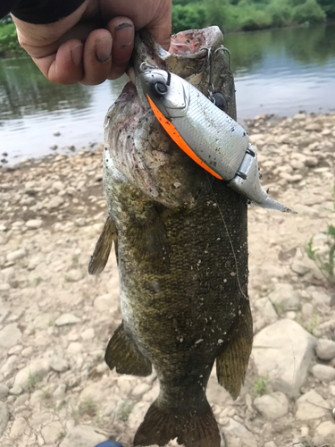 スモールマウスバスの釣果