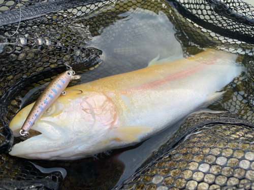 アルビノニジマスの釣果