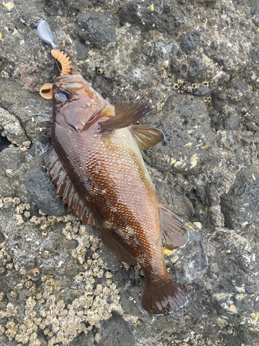 エゾメバルの釣果