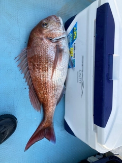 タイの釣果