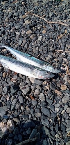 サゴシの釣果