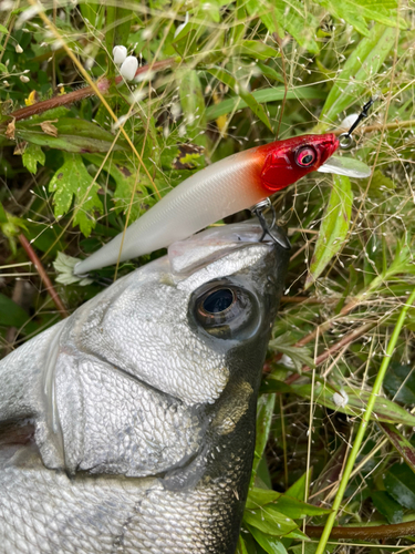 ヒラスズキの釣果