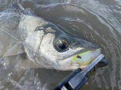 ヒラスズキの釣果