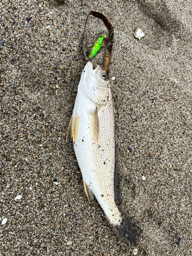 イシモチの釣果