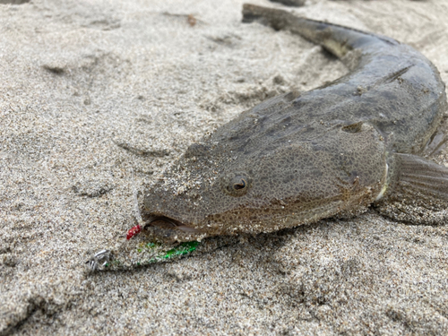 マゴチの釣果